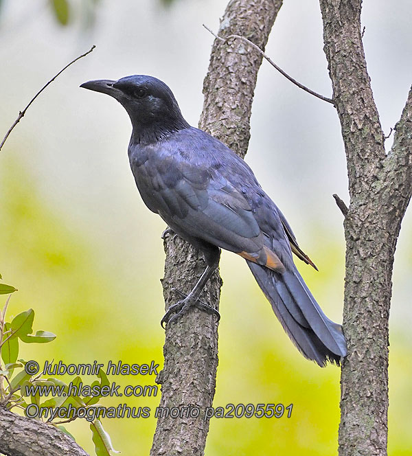 Paček rudokřídlý Onychognathus morio Red-winged Starling