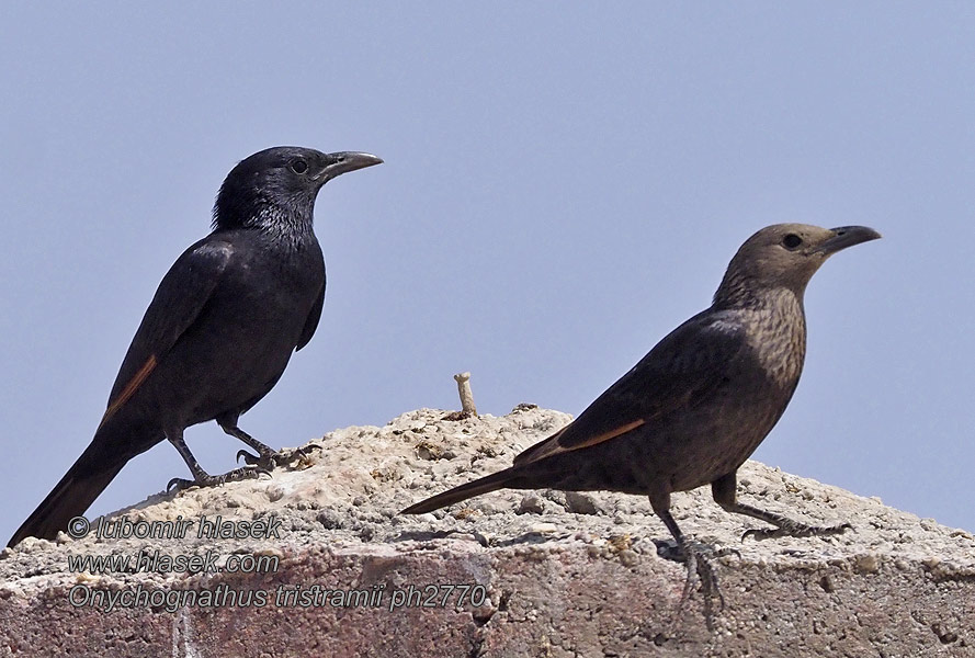 Onychognathus tristramii Starling Estornino Tristram Rotkorakkeli