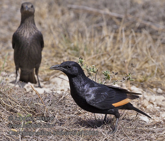 Onychognathus tristramii Tristrams Spreeuw Klippestare Czarnotek arabski