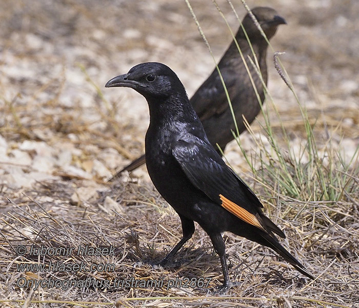 Onychognathus tristramii Estorninho-de-asa-ruiva Тристрамов скворец