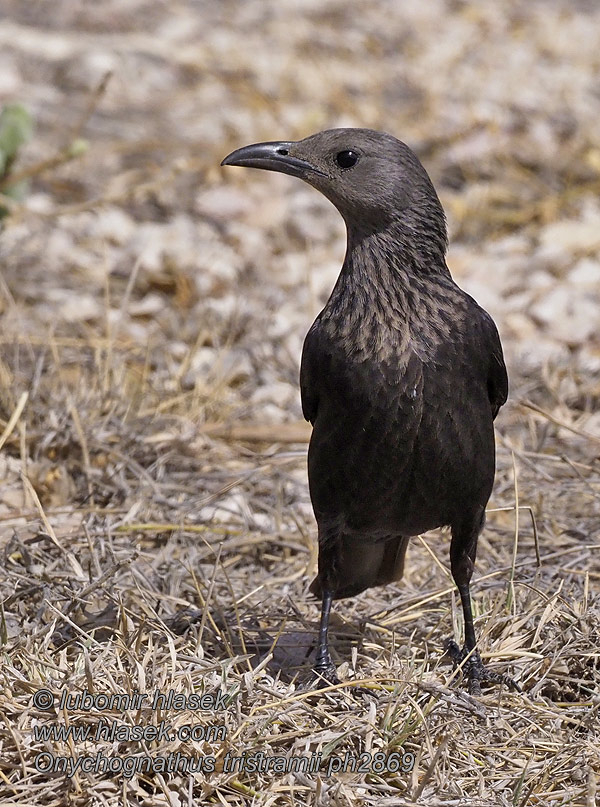 Onychognathus tristramii Sinaiglansstare Liskavec roklinový