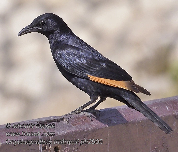 Tristram's Starling Onychognathus tristramii