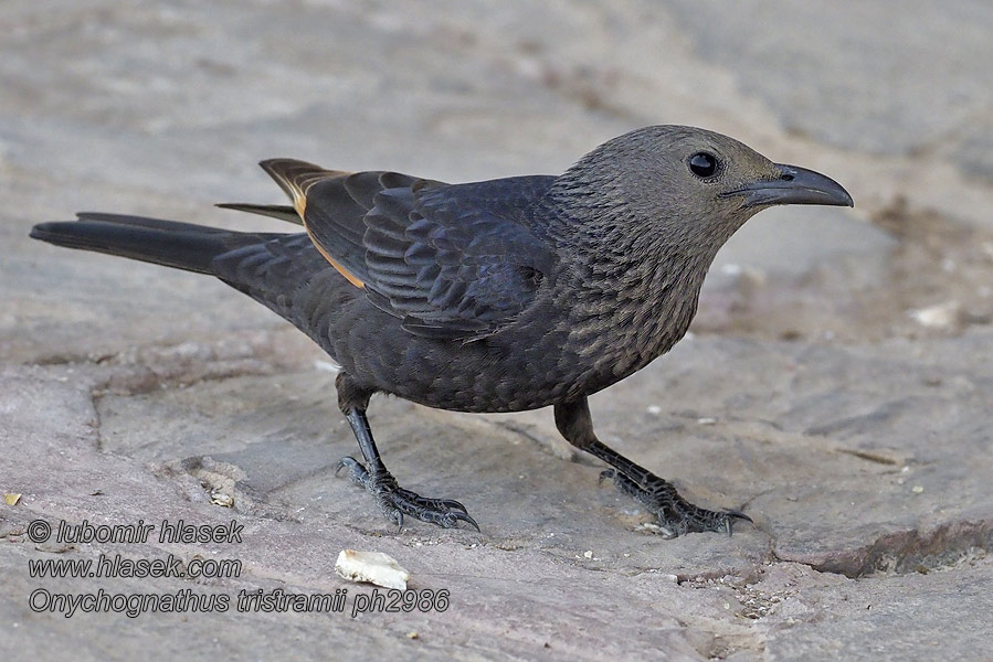 Estorninho-de-asa-ruiva Onychognathus tristramii