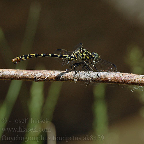 Onychogomphus forcipatus ak8479