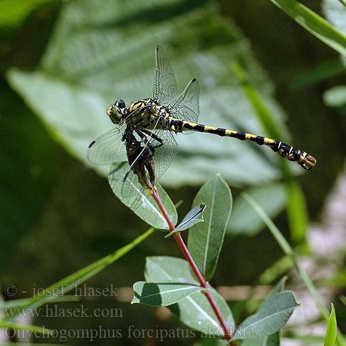 Onychogomphus forcipatus ak8486