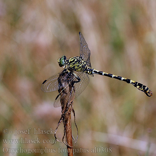 Onychogomphus forcipatus al0308