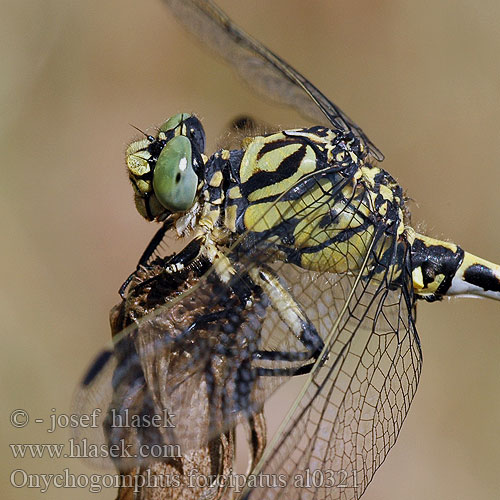 Onychogomphus forcipatus al0321