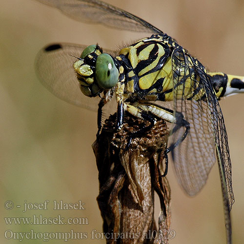 Onychogomphus forcipatus al0329