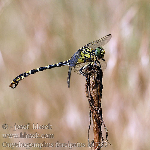 Green-eyed Hook-tailed Dragonfly Small Pincertail Lille Tangguldsmed