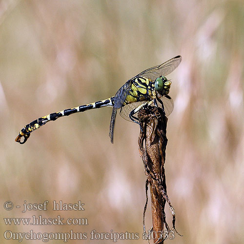 Onychogomphus forcipatus al0333