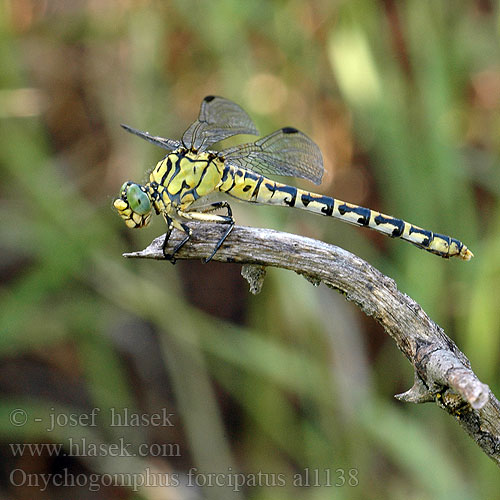 Onychogomphus forcipatus al1138