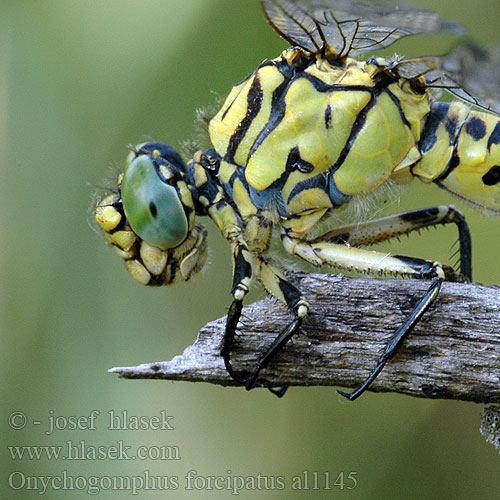 Onychogomphus forcipatus al1145