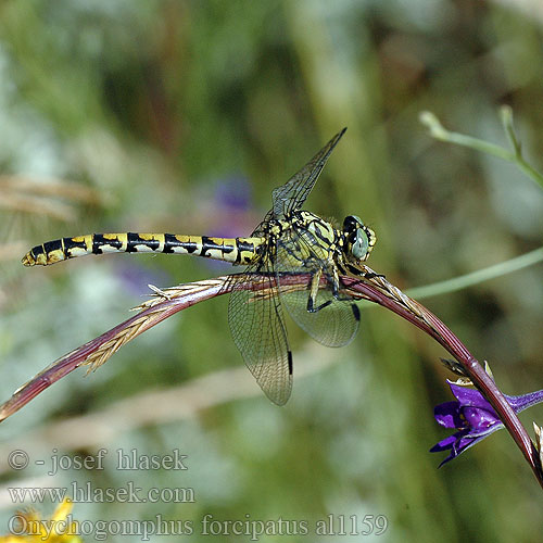 Onychogomphus forcipatus al1159