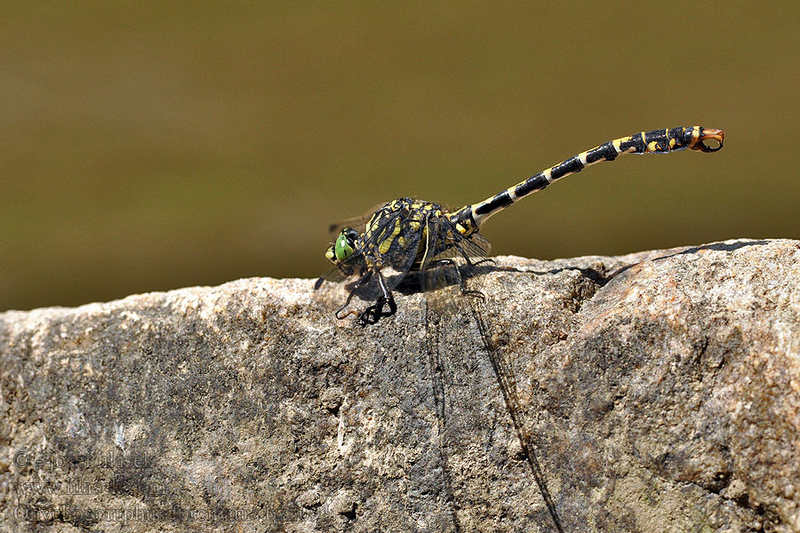 Onychogomphus forcipatus