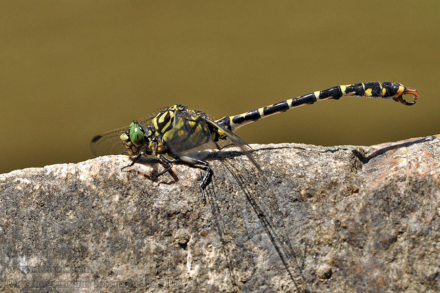 Onychogomphus forcipatus