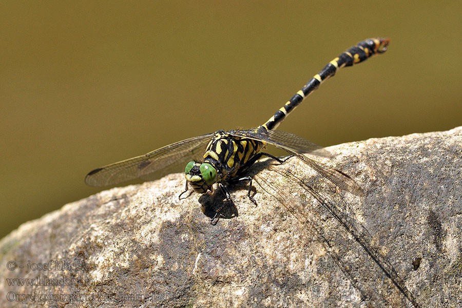 Onychogomphus forcipatus