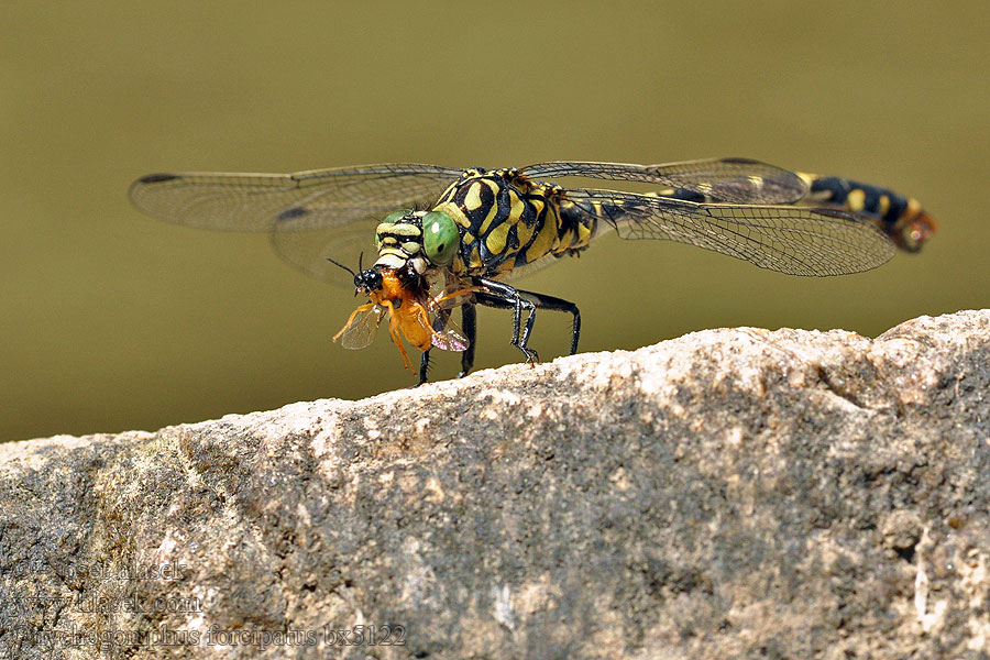 Onychogomphus forcipatus