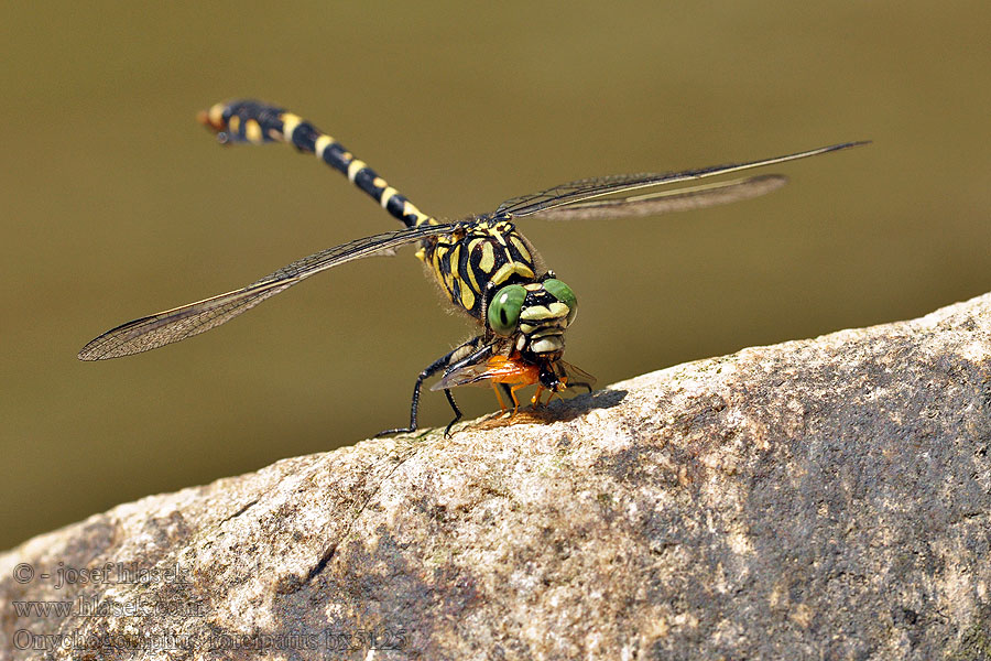 Onychogomphus forcipatus