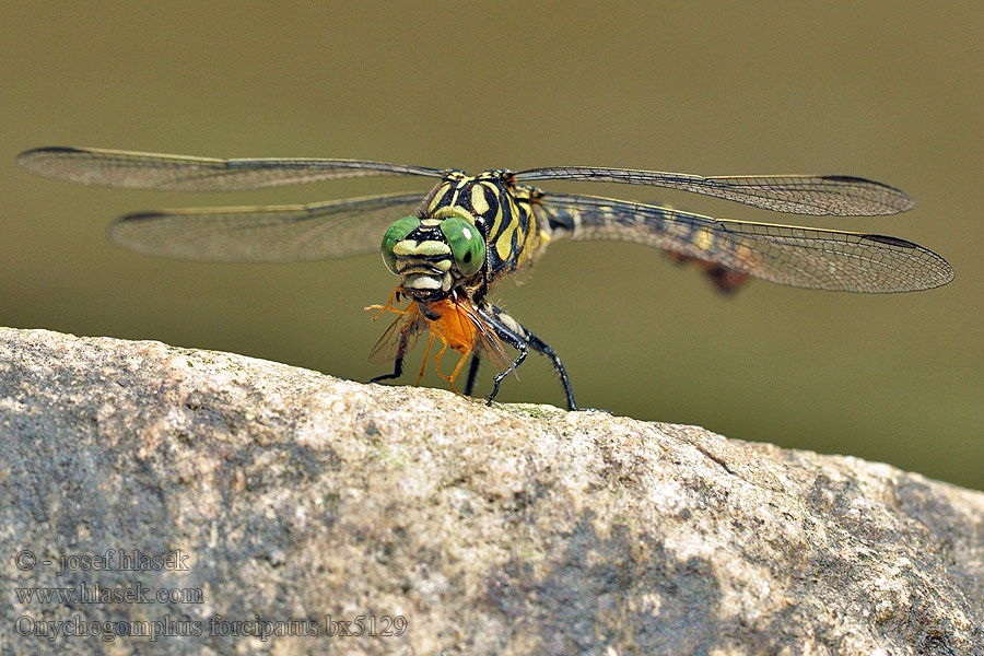 Onychogomphus forcipatus