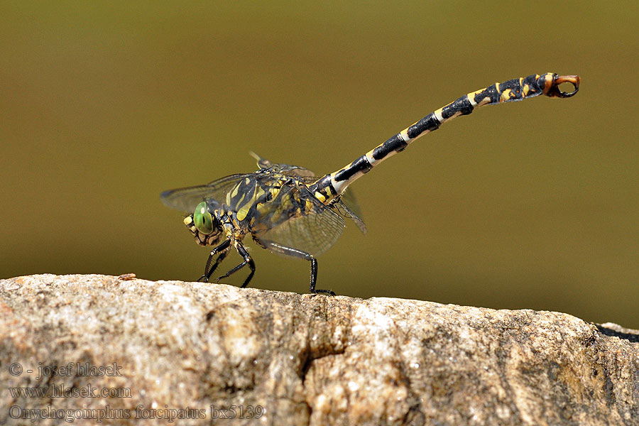 Onychogomphus forcipatus