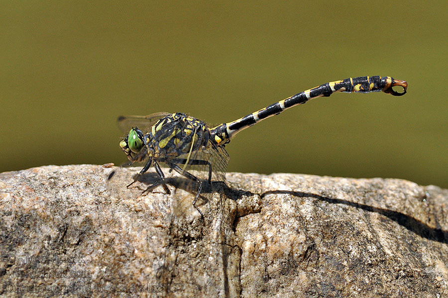 Onychogomphus forcipatus