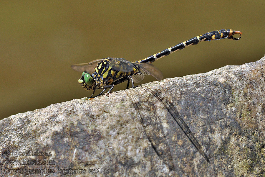 Onychogomphus forcipatus