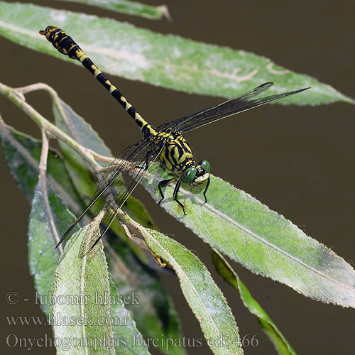 Onychogomphus forcipatus ed3466