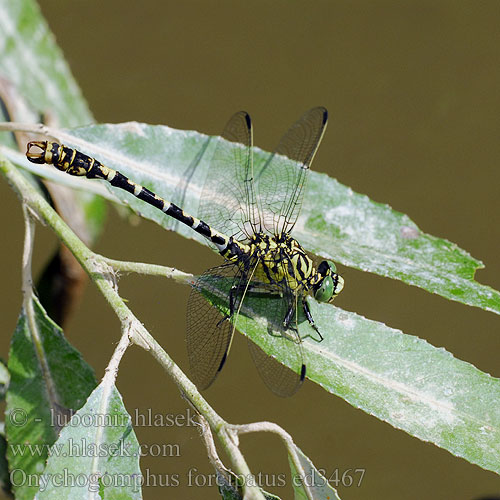 Green-eyed Hook-tailed Dragonfly Small Pincertail Lille Tangguldsmed