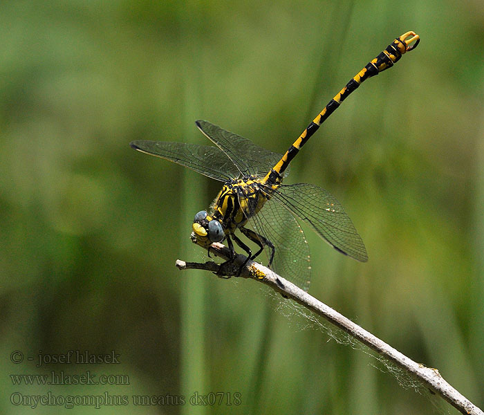 Onychogomphus uncatus Gonfo pinzeto Libélula cernícalo