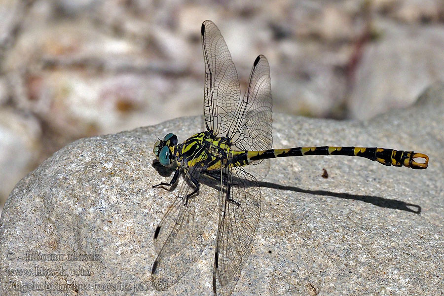 Onychogomphus uncatus Libélula cernícalo