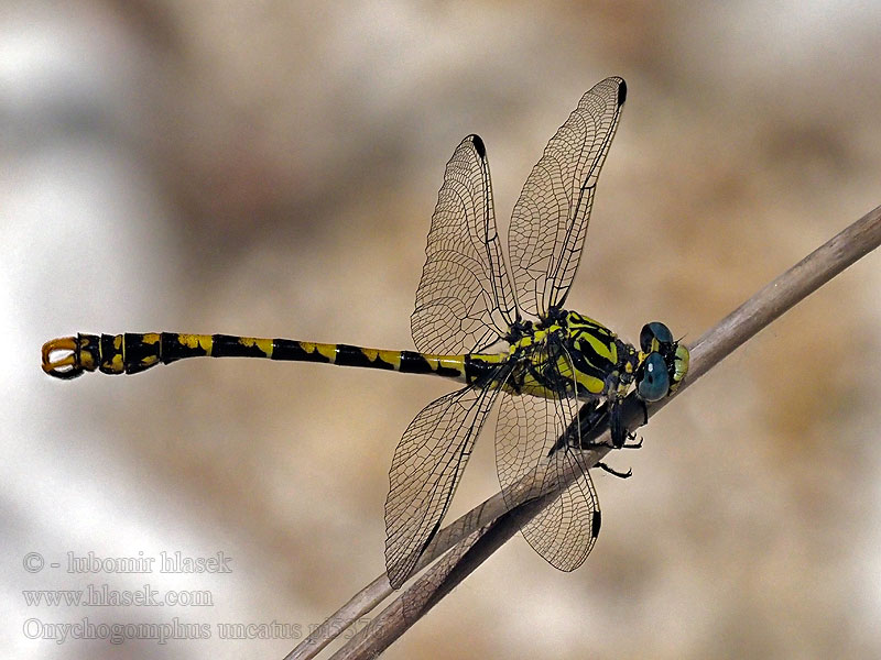 Große Zangenlibelle Onychogomphus uncatus