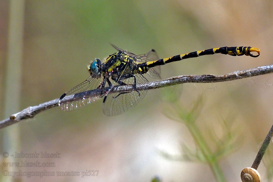 Onychogomphus uncatus