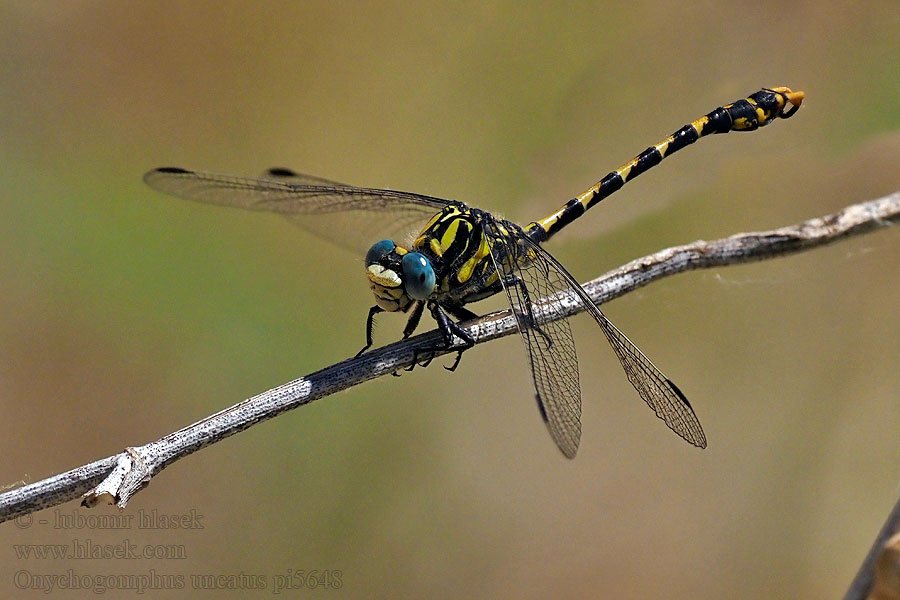 Onychogomphus uncatus Große Zangenlibelle Grote tanglibel Gonfo pinzeto Libélula cernícalo