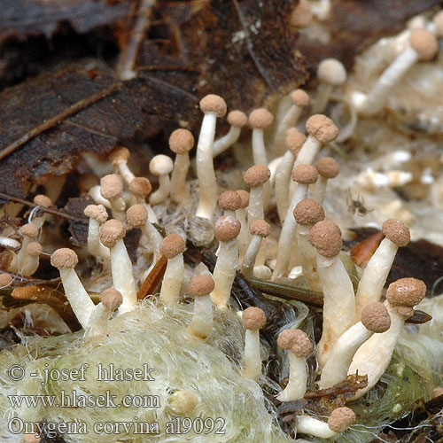 Onygena corvina al9092