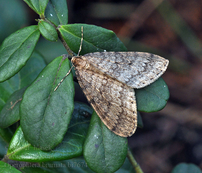 Winter Moth Jesenica jesenná Cheimatobie arpenteuse tardive