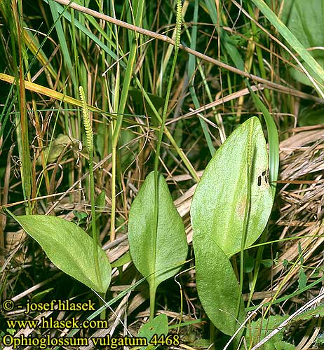 Ophioglossum vulgatum Adders-tongue Fern Käärmeenkieli