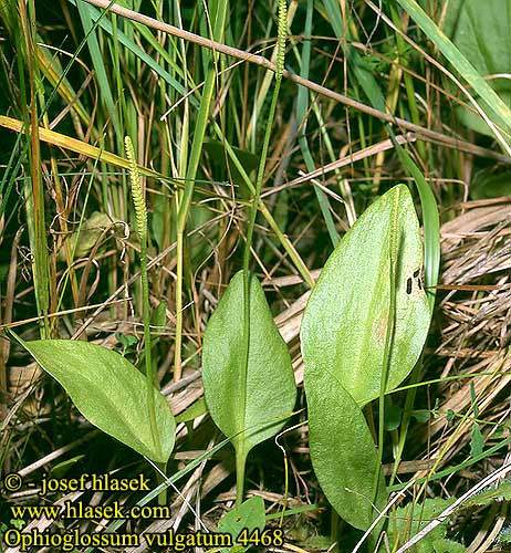 Ophioglossum vulgatum Adders-tongue Fern Käärmeenkieli