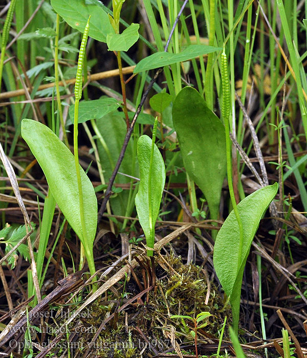 Ophioglossum vulgatum Hadilka obecná Ormtunga