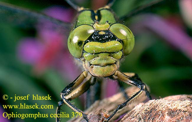 Ophiogomphus cecilia serpentinus Green Club-tailed Dragonfly Snaketail Grøn Kølleguldsmed Kirjojokikorento Gomphus serpentin Gaffellibel Gonfo serpentino Grüne Keiljungfer Trzepla zielona Klínatka rohatá Grön flodtrollslända Дедка рогатый Офіогомфус рогатий Kačji potočnik Erdei szitakötő