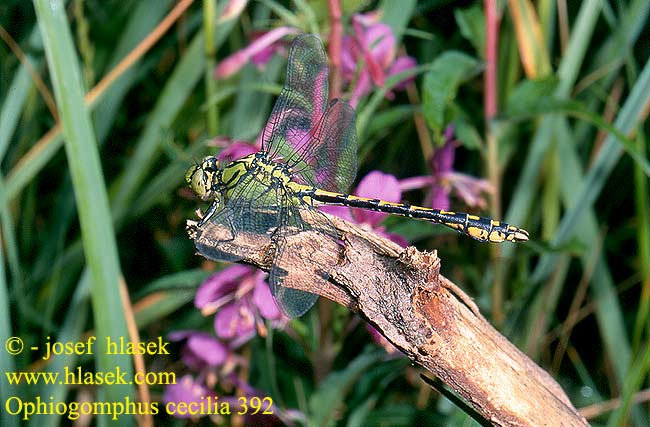 Ophiogomphus cecilia Grøn Kølleguldsmed Kirjojokikorento Gomphus serpentin Gaffellibel Gonfo serpentino Grüne Keiljungfer Trzepla zielona Klínatka rohatá Grön flodtrollslända Дедка рогатый Офіогомфус рогатий Kačji potočnik Erdei szitakötő serpentinus Green Club-tailed Dragonfly Snaketail