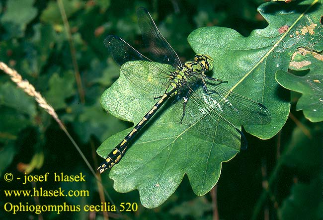 Ophiogomphus cecilia Gomphus serpentin Gaffellibel Gonfo serpentino Grüne Keiljungfer Trzepla zielona Klínatka rohatá Grön flodtrollslända Дедка рогатый Офіогомфус рогатий Kačji potočnik Erdei szitakötő serpentinus Green Club-tailed Dragonfly Snaketail Grøn Kølleguldsmed Kirjojokikorento