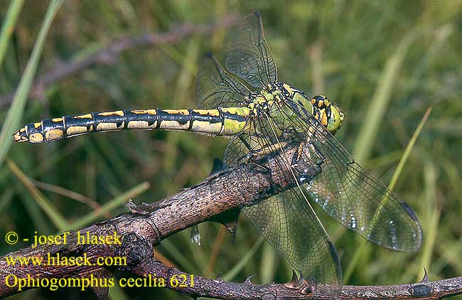 Ophiogomphus cecilia Trzepla zielona Klínatka rohatá Grön flodtrollslända Дедка рогатый Офіогомфус рогатий Kačji potočnik Erdei szitakötő serpentinus Green Club-tailed Dragonfly Snaketail Grøn Kølleguldsmed Kirjojokikorento Gomphus serpentin Gaffellibel Gonfo serpentino Grüne Keiljungfer