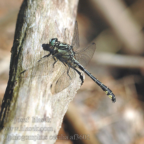 Ophiogomphus cecilia Klínatka rohatá Grön flodtrollslända Дедка рогатый Офіогомфус рогатий Kačji potočnik Erdei szitakötő serpentinus Green Club-tailed Dragonfly Snaketail Grøn Kølleguldsmed Kirjojokikorento Gomphus serpentin Gaffellibel Gonfo serpentino Grüne Keiljungfer Trzepla zielona