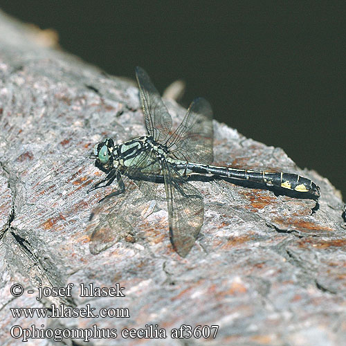 Ophiogomphus cecilia Grön flodtrollslända Дедка рогатый Офіогомфус рогатий Kačji potočnik Erdei szitakötő serpentinus Green Club-tailed Dragonfly Snaketail Grøn Kølleguldsmed Kirjojokikorento Gomphus serpentin Gaffellibel Gonfo serpentino Grüne Keiljungfer Trzepla zielona Klínatka rohatá