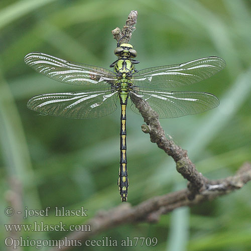 Ophiogomphus cecilia Дедка рогатый Офіогомфус рогатий Kačji potočnik Erdei szitakötő serpentinus Green Club-tailed Dragonfly Snaketail Grøn Kølleguldsmed Kirjojokikorento Gomphus serpentin Gaffellibel Gonfo serpentino Grüne Keiljungfer Trzepla zielona Klínatka rohatá Grön flodtrollslända