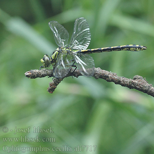 Ophiogomphus cecilia Gaffellibel Gonfo serpentino Grüne Keiljungfer trzepla zielona klínatka rohatá Grön flodtrollslända Kaccji poreccnik Ophiogomphus serpentinus Дедка рогатый Офіогомфус рогатий