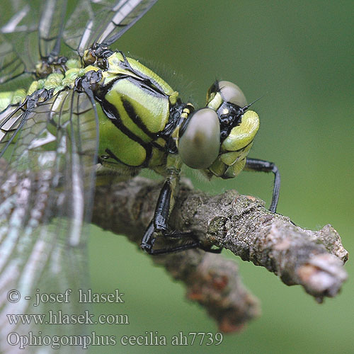 Ophiogomphus cecilia Grøn Kølleguldsmed Kirjojokikorento Gomphus serpentin Gaffellibel Gonfo serpentino Grüne Keiljungfer trzepla zielona klínatka rohatá Grön flodtrollslända Kaccji poreccnik Ophiogomphus serpentinus Дедка рогатый Офіогомфус рогатий