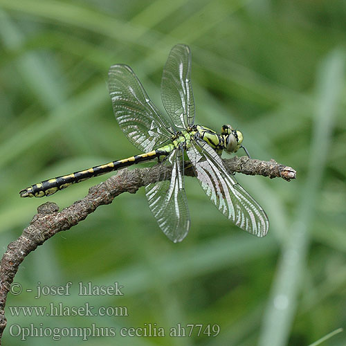 Ophiogomphus cecilia Grüne Keiljungfer trzepla zielona klínatka rohatá Grön flodtrollslända Kaccji poreccnik Ophiogomphus serpentinus Дедка рогатый Офіогомфус рогатий Green Club-tailed Dragonfly Snaketail Grøn Kølleguldsmed Kirjojokikorento Gomphus serpentin Gaffellibel Gonfo serpentino