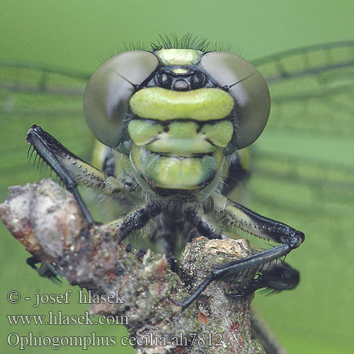 Ophiogomphus cecilia klínatka rohatá Grön flodtrollslända Kaccji poreccnik Ophiogomphus serpentinus Дедка рогатый Офіогомфус рогатий Green Club-tailed Dragonfly Snaketail Grøn Kølleguldsmed Kirjojokikorento Gomphus serpentin Gaffellibel Gonfo serpentino