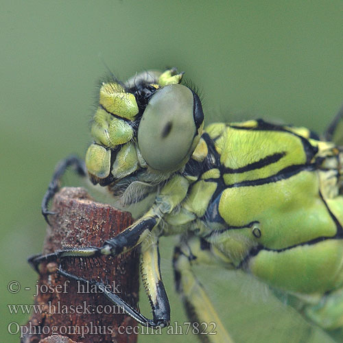 Ophiogomphus cecilia Kaccji poreccnik serpentinus Дедка рогатый Офіогомфус рогатий Green Club-tailed Dragonfly Snaketail Grøn Kølleguldsmed Kirjojokikorento Gomphus serpentin Gaffellibel Gonfo serpentino